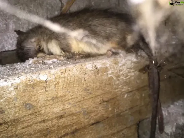 Dead Rat Removal Burra